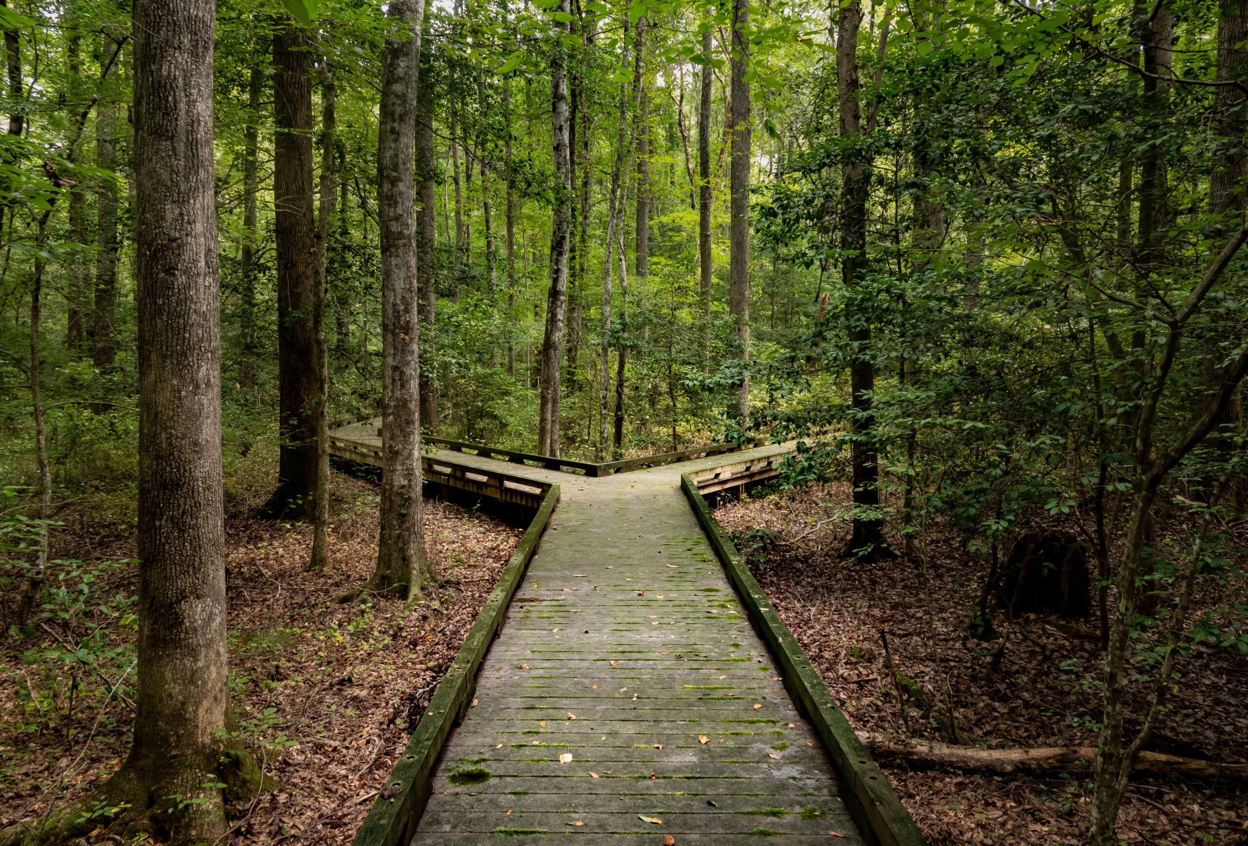 Ein Holzsteg f&uuml;hrt durch einen gr&uuml;nen Wald mit dichten B&auml;umen und herabgefallenen Bl&auml;ttern.
